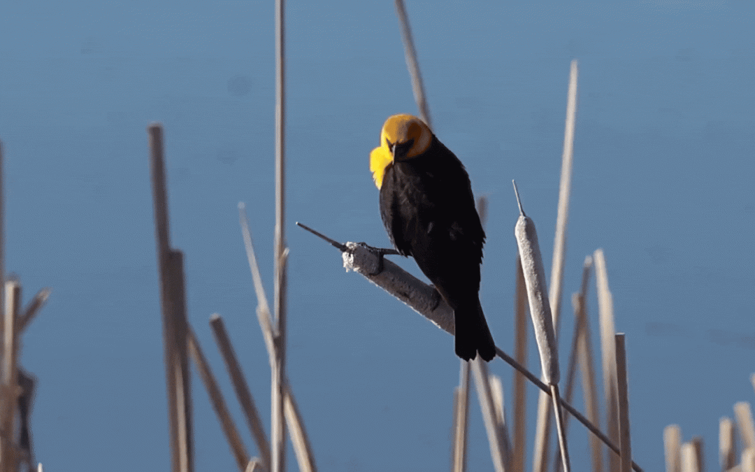 The Raspy Song of the Yellow-Headed Blackbird