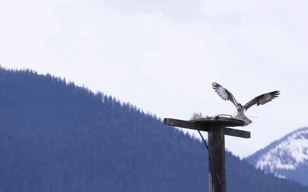 Perfect Landing for an Osprey
