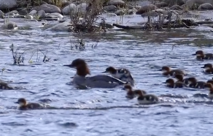 Merganser Mom